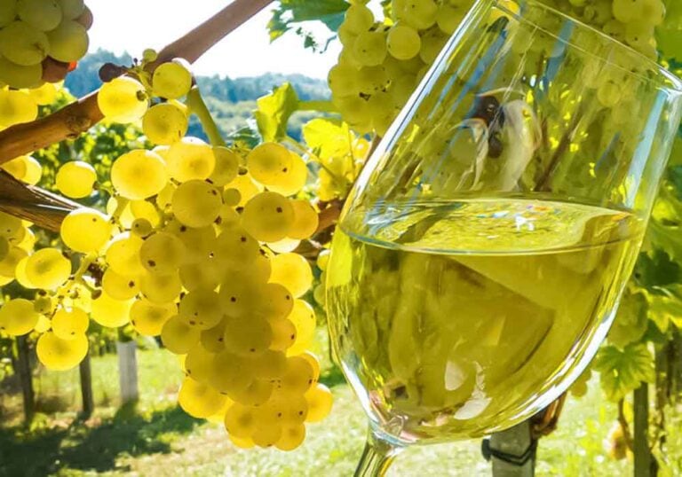 Vernaccia di san gimignano wine